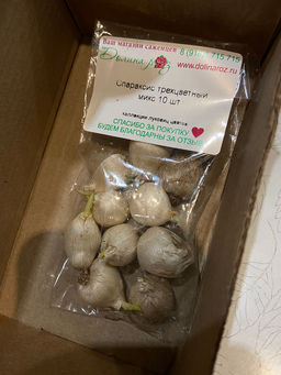 Спараксис трехцветный микс 10 шт