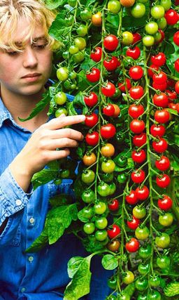 Томат ВИШНЯ РОЗОВАЯ Сахарное угощение для детей! Незаменимое украшение для праздничного стола!