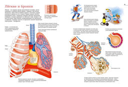 Тело человека. Атлас анатомии в картинках. Барсотти Э. - Махаон фото 6
