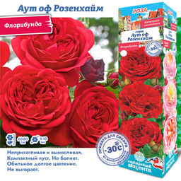 Роза Аут оф Розенхайм (Флорибунда) 1шт