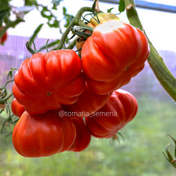 Аккордеон розовый - Tomatia фото 3