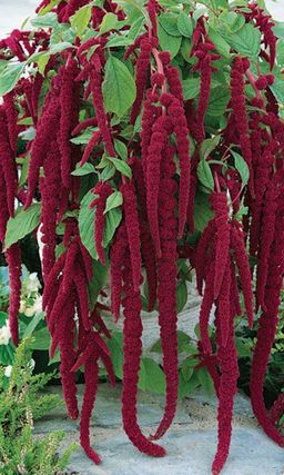 Амарант КРАСНЫЙ ВОДОПАД