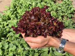 Салат листовой Лолло росса - Партнер фото 3