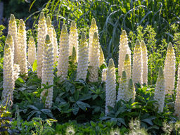 Люпин Ноблмейден