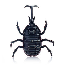 Жук в коробке