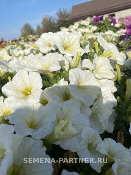 Петуния Лулу Лаймлайт каскадная лимонная - Партнер фото 8