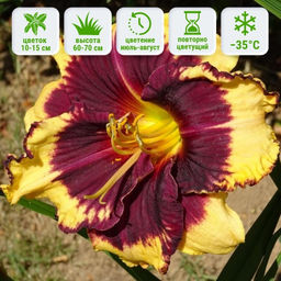 Лилейник Тайгер Блад