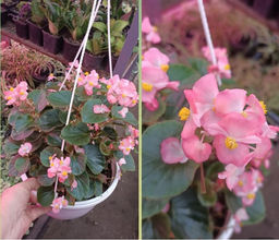 Бегония вечноцветущая Амбассадор Роуз Блаш в кашпо 3,5л