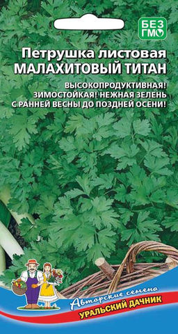Петрушка листовая МАЛАХИТОВЫЙ ТИТАН  Высокопродуктивная! Зимостойкая! Нежная зелень с ранней весны до поздней осени!
