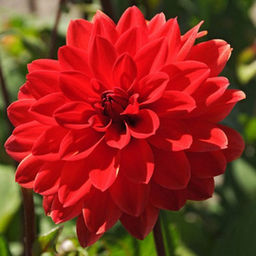 ГЕОРГИНА Хитвейв Разбор I Кол-во упак., шт 1