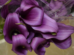 Калла Paco (Пако)