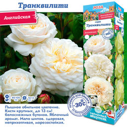 Роза Транквилити (Английская) 1шт