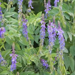 2 шт. Галега лекарственная (козлятник), (трава) - Мариславна фото 2