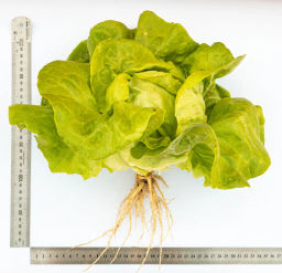 Салат кочанный Лука - Партнер фото 4