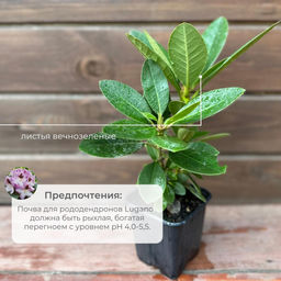 Рододендрон Lugano (Лугано) - Долина роз фото 5