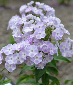 Флокс Katherine (Метельчатый) - Голландские луковицы фото 2