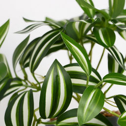 Искусственный цветок в горшке «Традесканция расписная», 7.5×16 см