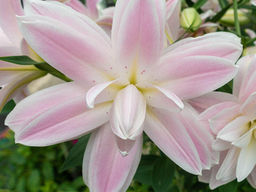 Лилия Лотус Бриз - Долина роз фото 2