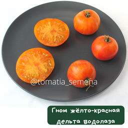 Гном Желто-красная дельта водолаза