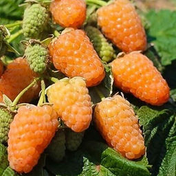 Малина Оранжевая Чудная ремонтантная (коробка) 1шт