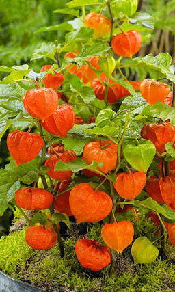 Физалис МИНИАТЮРА Для зимних аранжировок!