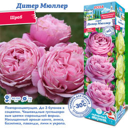 Роза Дитер Мюллер (Шраб) 1шт