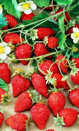 Земляника КРАСНАЯ ШАПОЧКА Великолепное лакомство и в саду и на окошке!