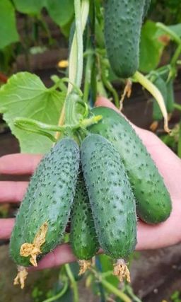Огурец ГОСУДАРЕВ ЗАКАЗ F1 Ранний засолочный гибрид с великолепным ароматом! Переносит пониженные температуры!