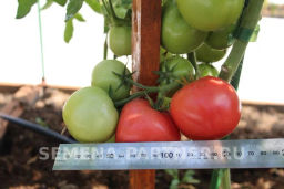 Томат Императорская Слабость - Партнер фото 7