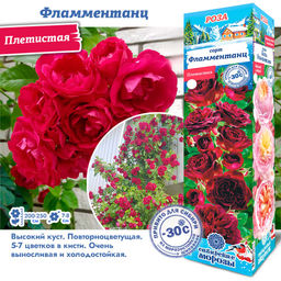 Роза Фламментанц (Плетистая) 1шт