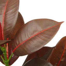Искусственное растение "Ветка Фикуса" 100см бордовая