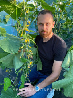 Огурец партенокарпический Лихач - Партнер фото 5