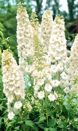 Дельфиниум ГАЛАХАД Крупные изящные цветоносы!