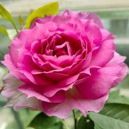 Роза Шахерезада (Шраб) 1шт