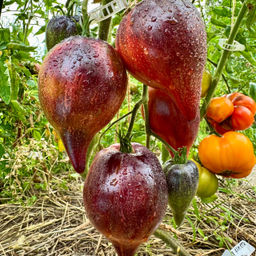 Огненная комета Софии НОВИНКА 2025 года!