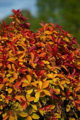 Спирея японска Пинк энд Голд 1 год ЗКС тара 0,5л высота 5-15см. - Наша дача фото 2