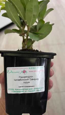 Рододендрон Катевбинский Грандифлорум