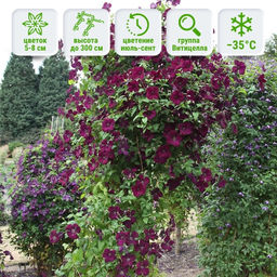 Клематис Роял Велюр