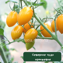 Северное чудо оранжевое