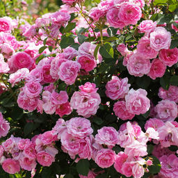 Роза Моден Сентенниал