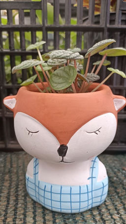Пеперомия Бурбелла в керамическом кашпо Лисичка2
