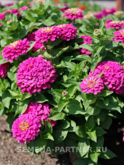 Цинния георгиновидная Фэнтези Античный Розовый - Партнер фото 6