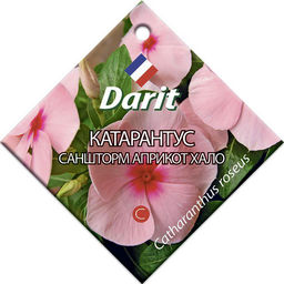 Катарантус Саншторм Априкот Хало 10шт. (Дарит)
