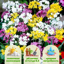 Лук декоративный смесь 10 шт - Долина роз фото 2