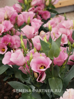 Эустома карликовая розовая Мисс Майли - Партнер фото 5