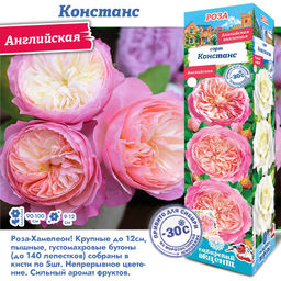 Роза Констанс (Английская) 1шт