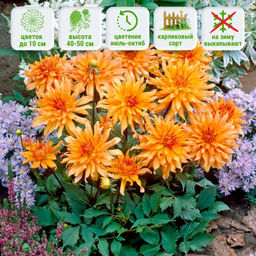 Георгина Отумн Фейри бордюрная