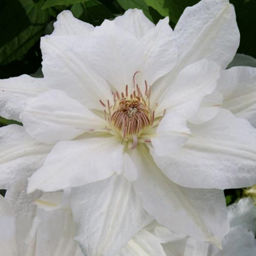 Клематис Миссис Джордж Джекман - Долина роз фото 3