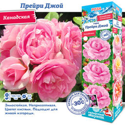 Роза Прейри Джой (Канадская) 1 шт