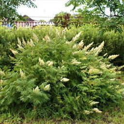 Рябинник рябинолистный Матча Болл